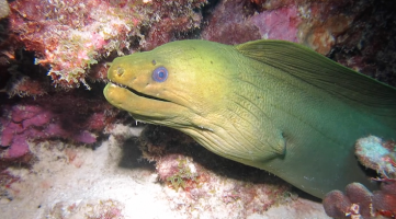 greenmorayeel5566